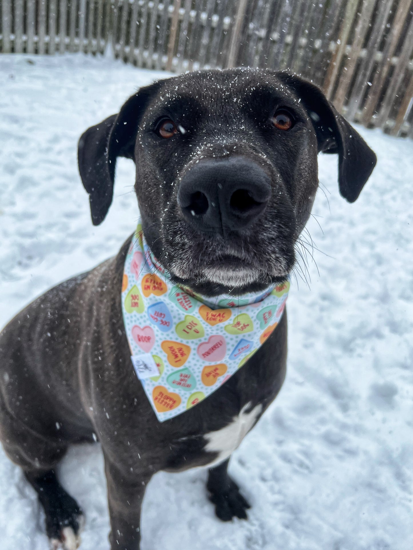 "Candy Hearts & Pink Noses" Pet Bandana