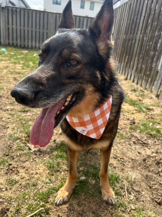 "Citrus Check" Pet Bandana