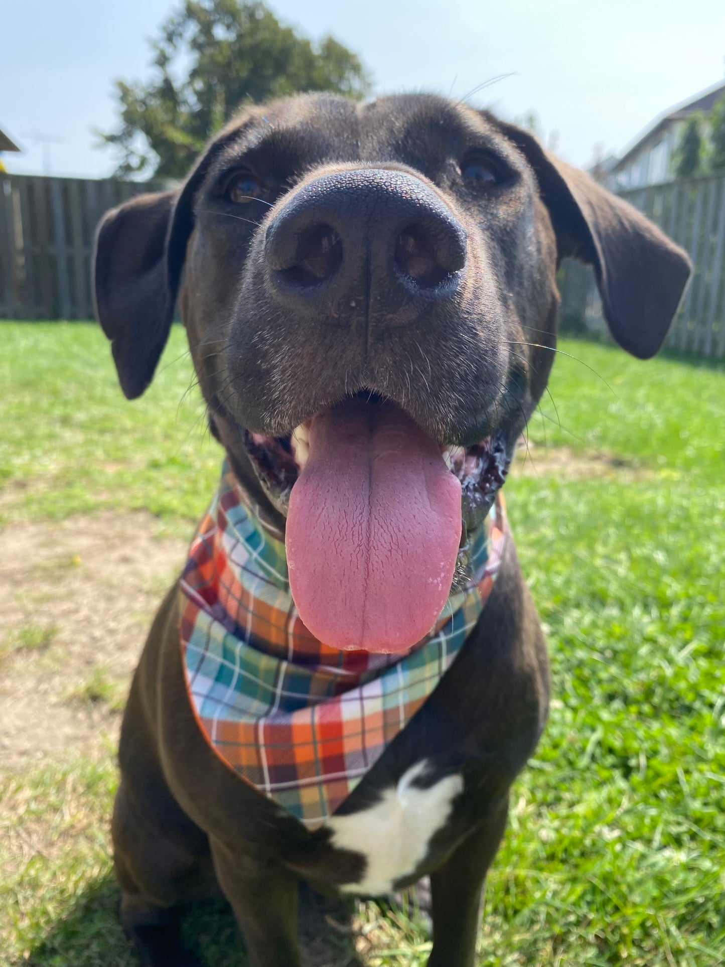 "Fall Dreams" Pet Bandana
