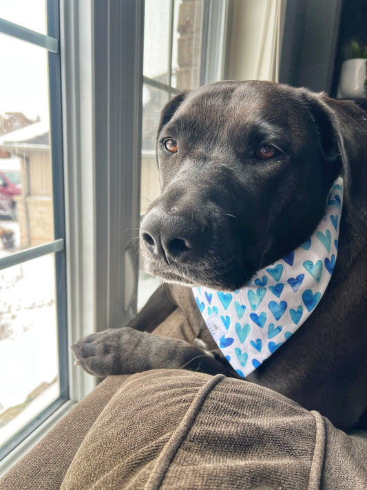 "Blue Hearts, Big Feelings" Pet Bandana