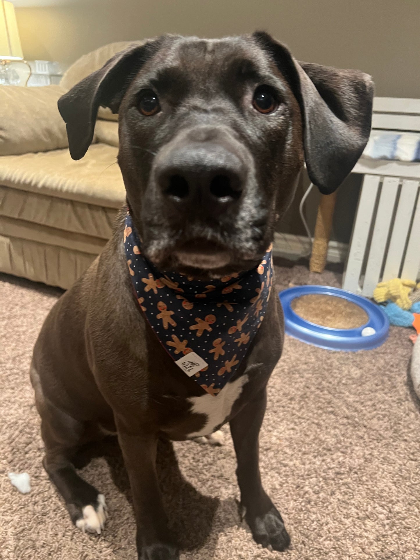 “Gingerbread Kisses” Pet Bandana