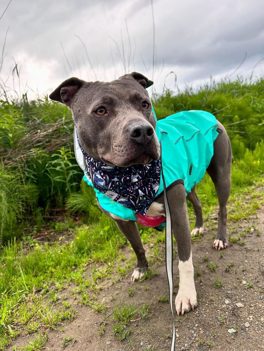 "MIdnight Fox Meadow” Pet Bandana