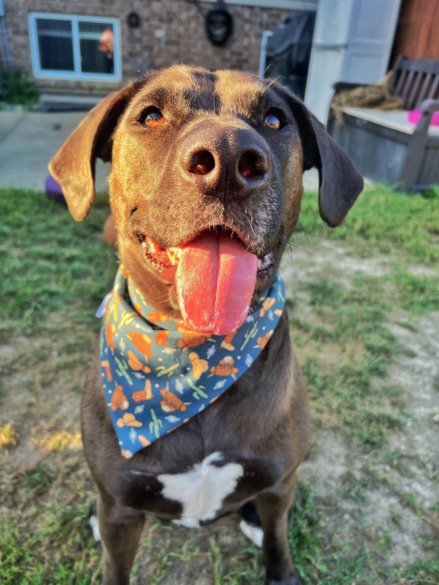 “Howdy Highland'” Pet Bandana