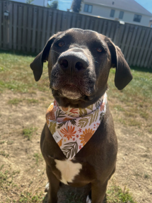 “Harvest Hues” Pet Bandana