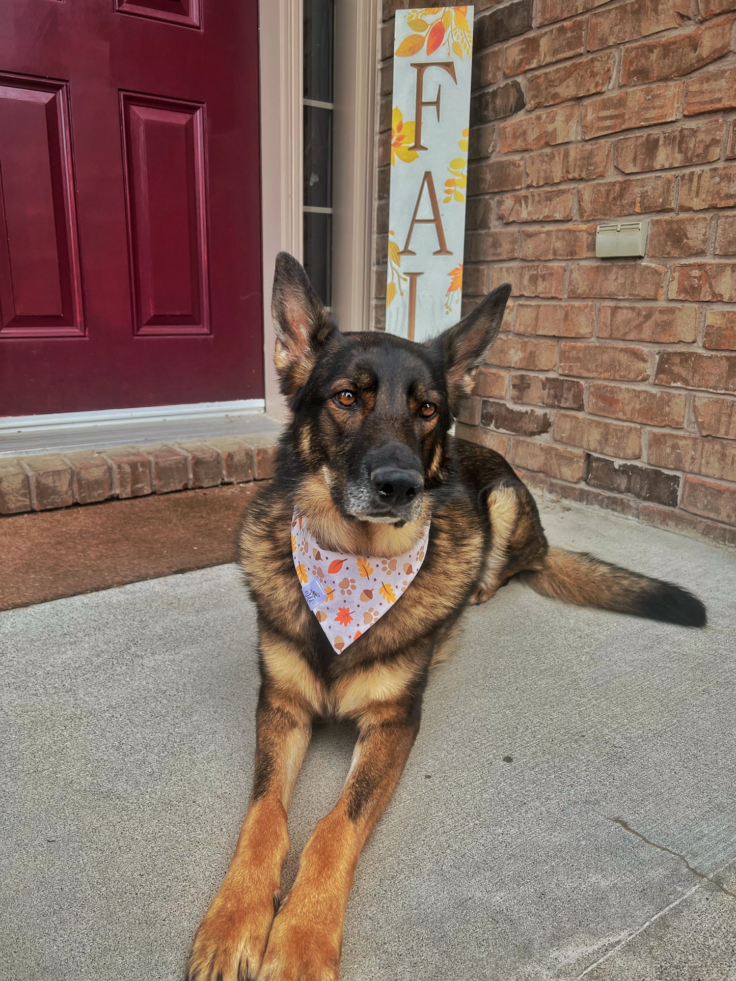 “Acorn Adventures” Pet Bandana