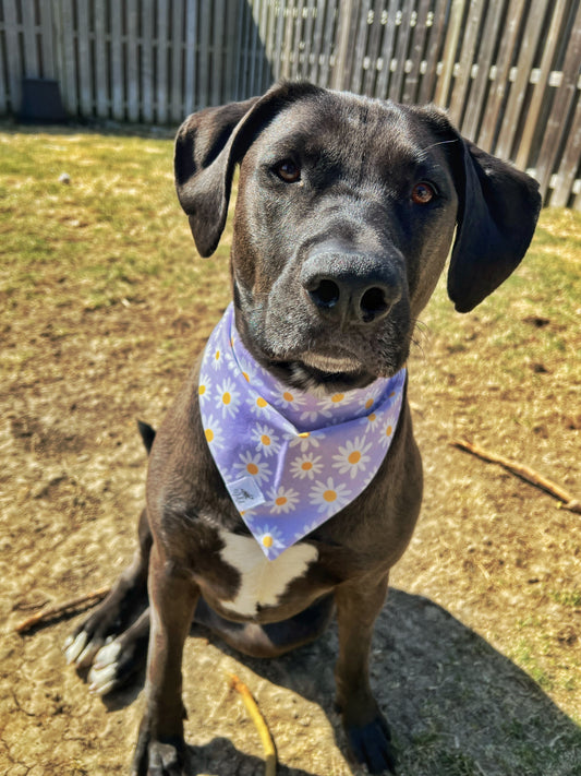 “Lavender Meadows” Reversible Pet Bandana