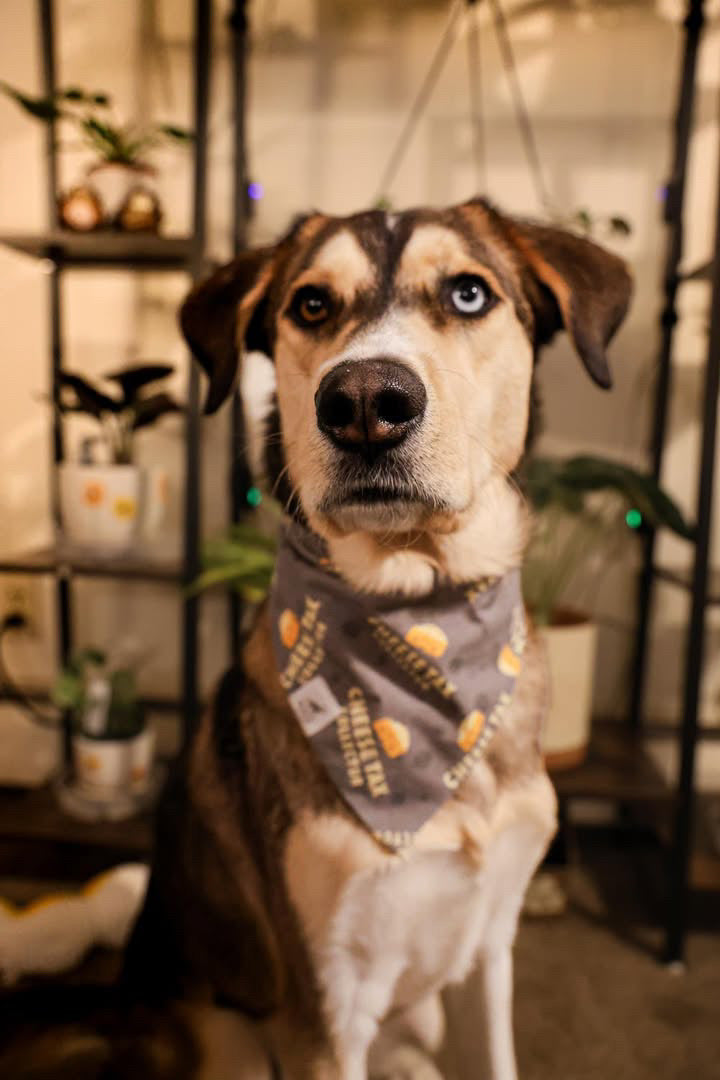 “Cheese Tax Collector” Pet Bandana