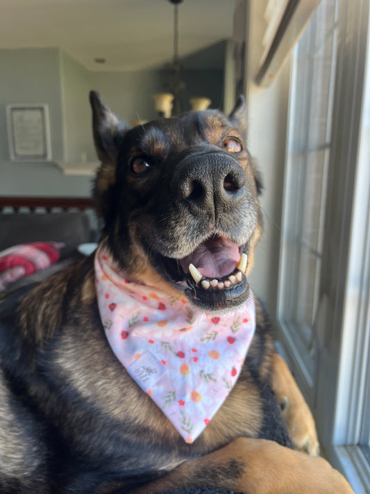"Ladybug Garden” Pet Bandana