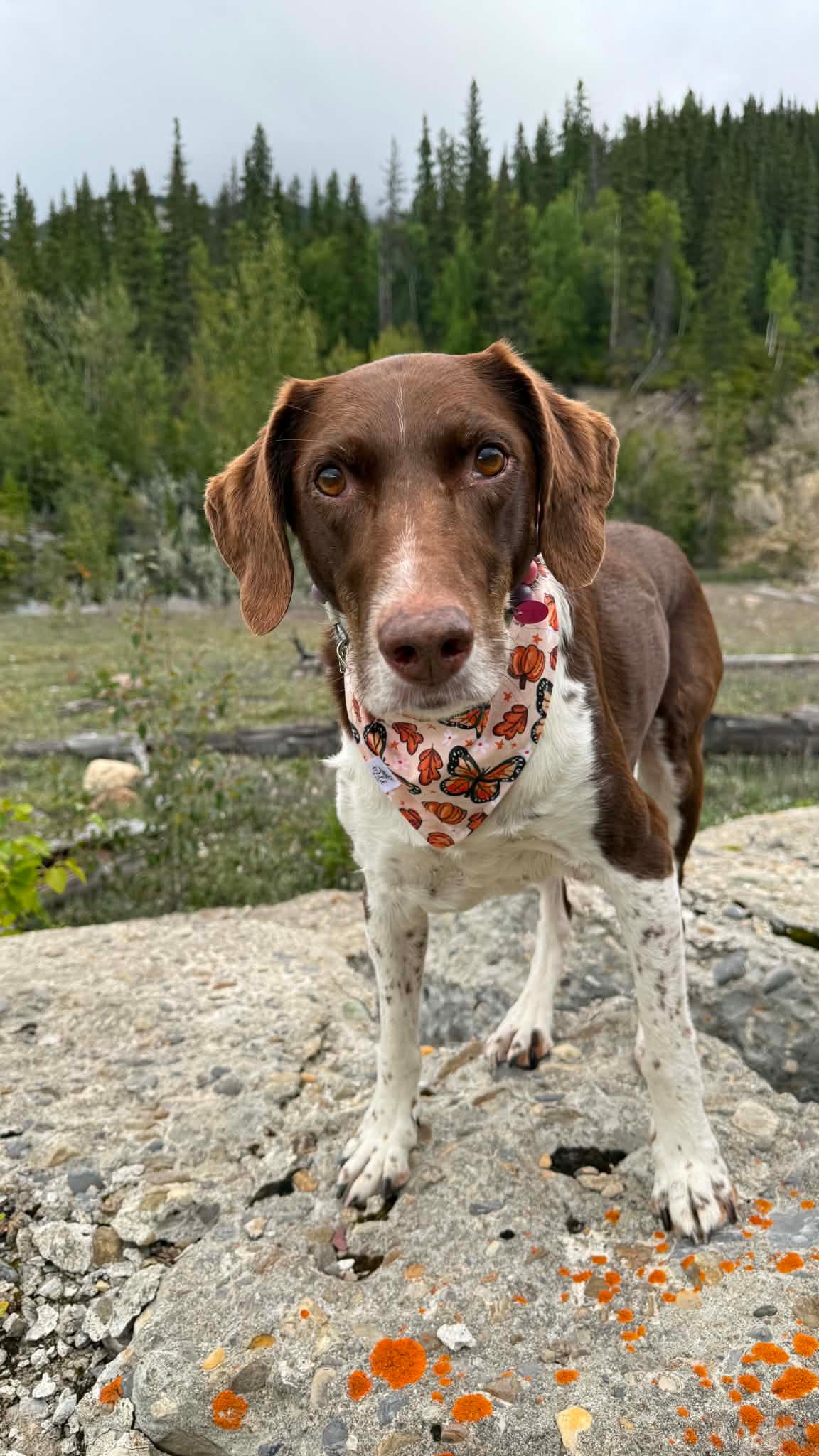 "Monarch Meadow" Pet Bandana