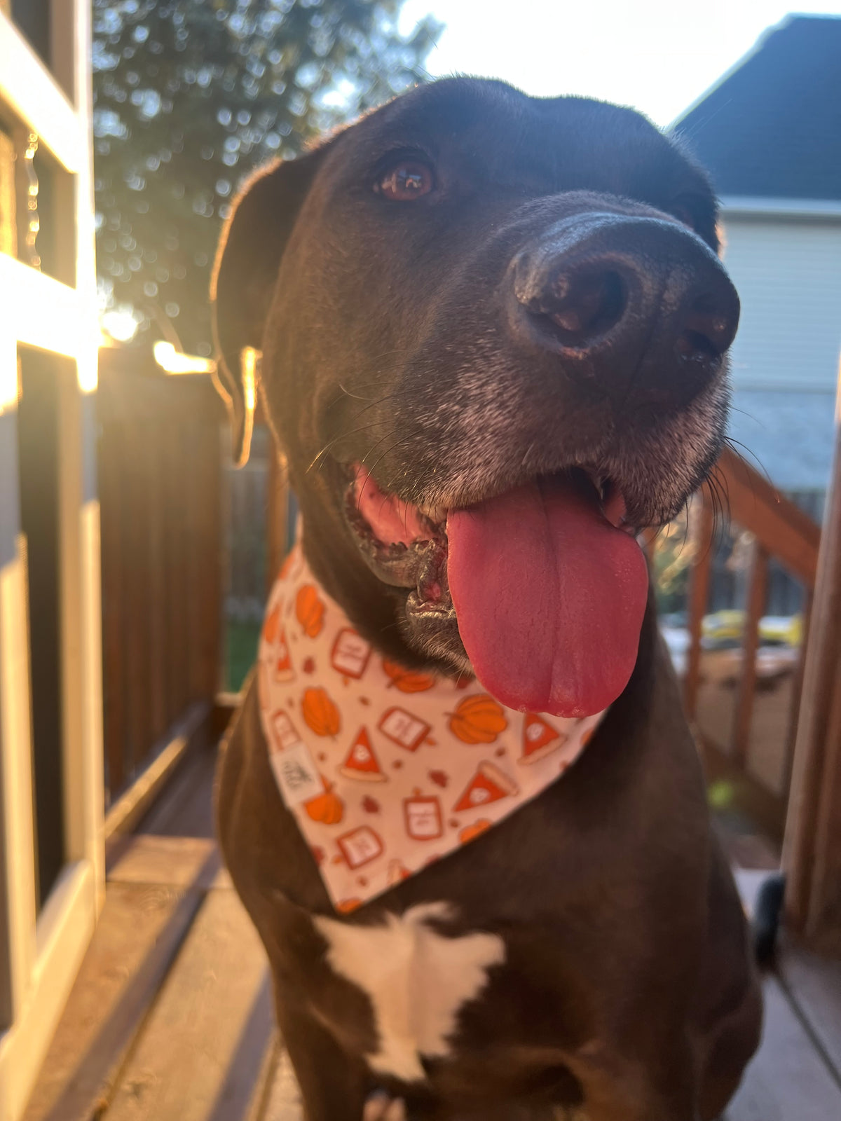 "Pumpkin Season" Pet Bandana