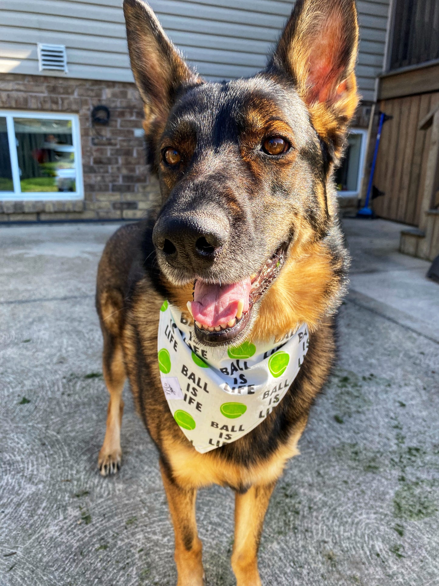 "Ball is Life" Pet Bandana