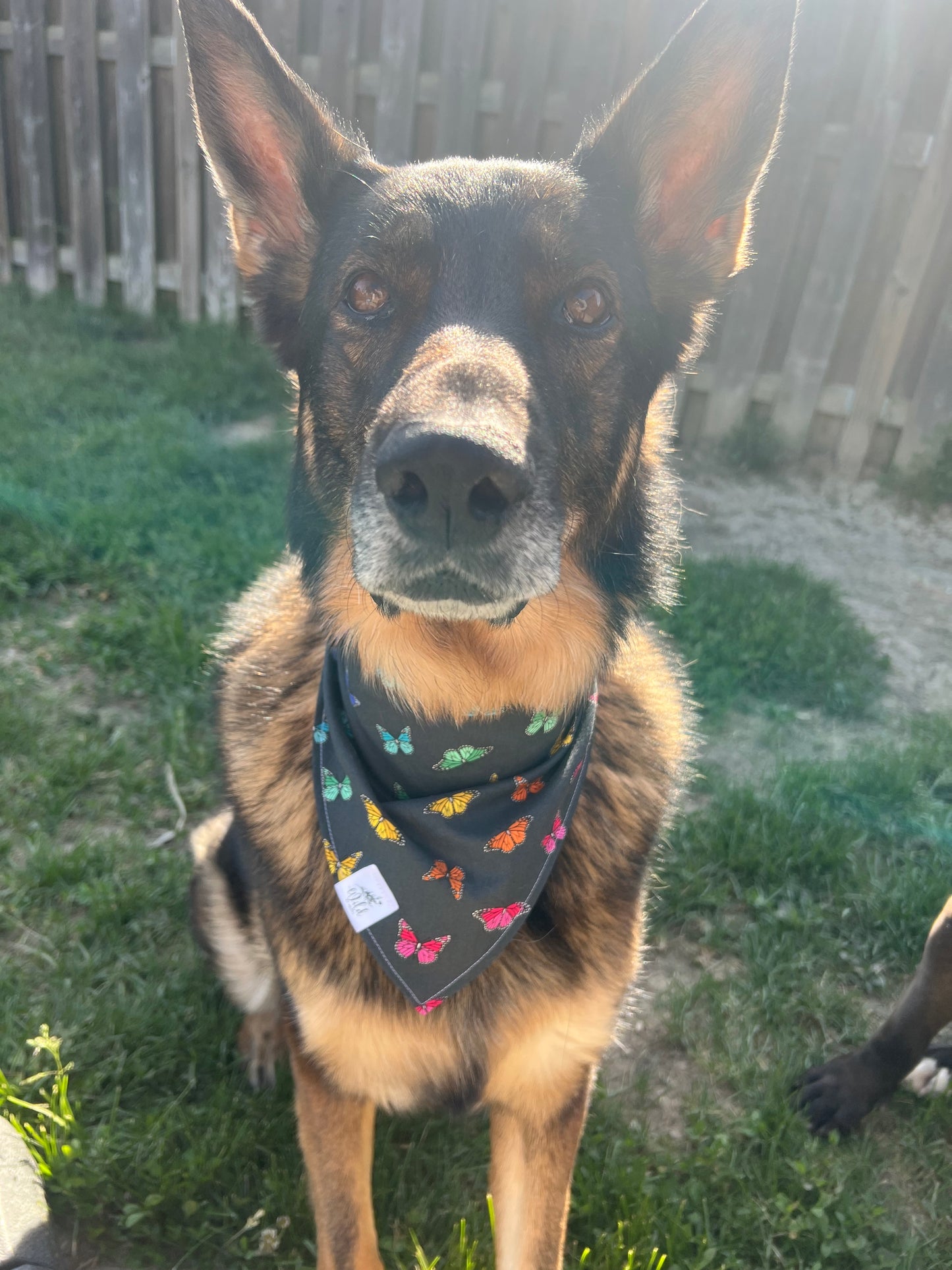 "Flutter with Pride" Pet Bandana