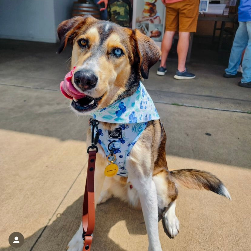 "Berry Bliss" Pet Bandana