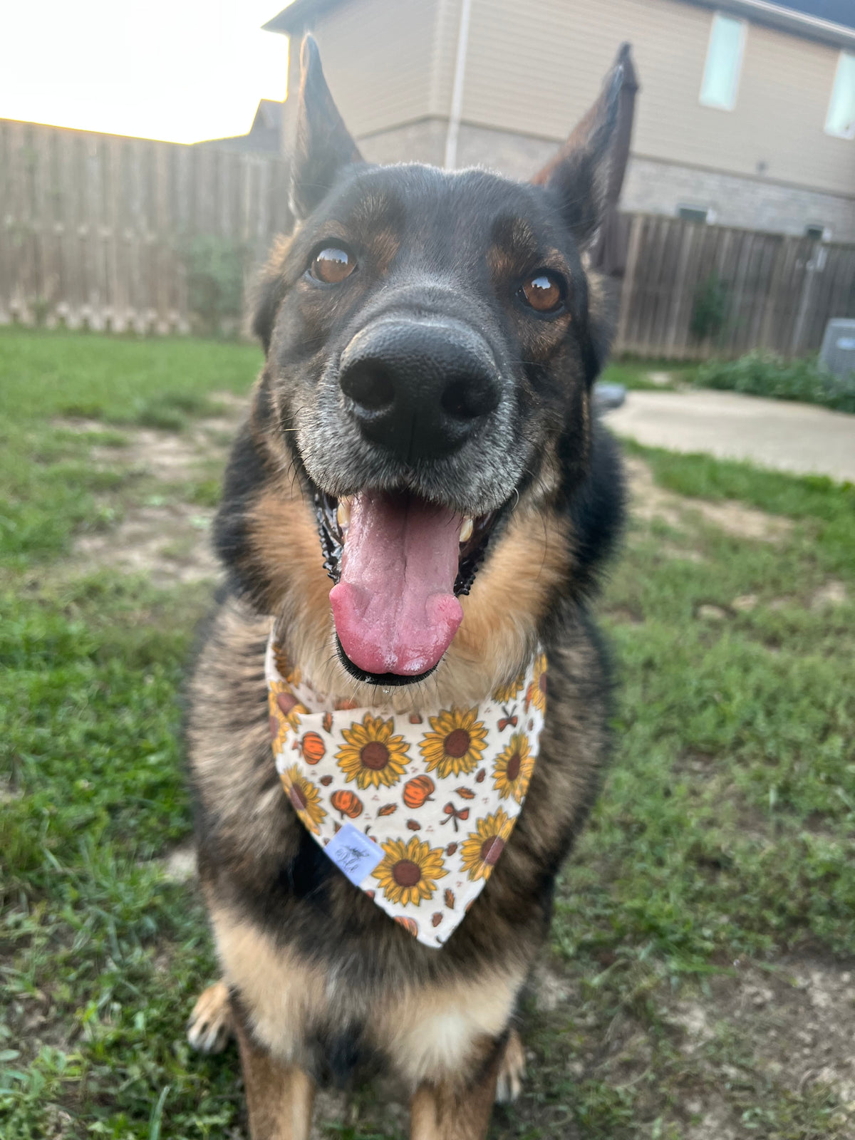 "Golden Fields" Pet Bandana
