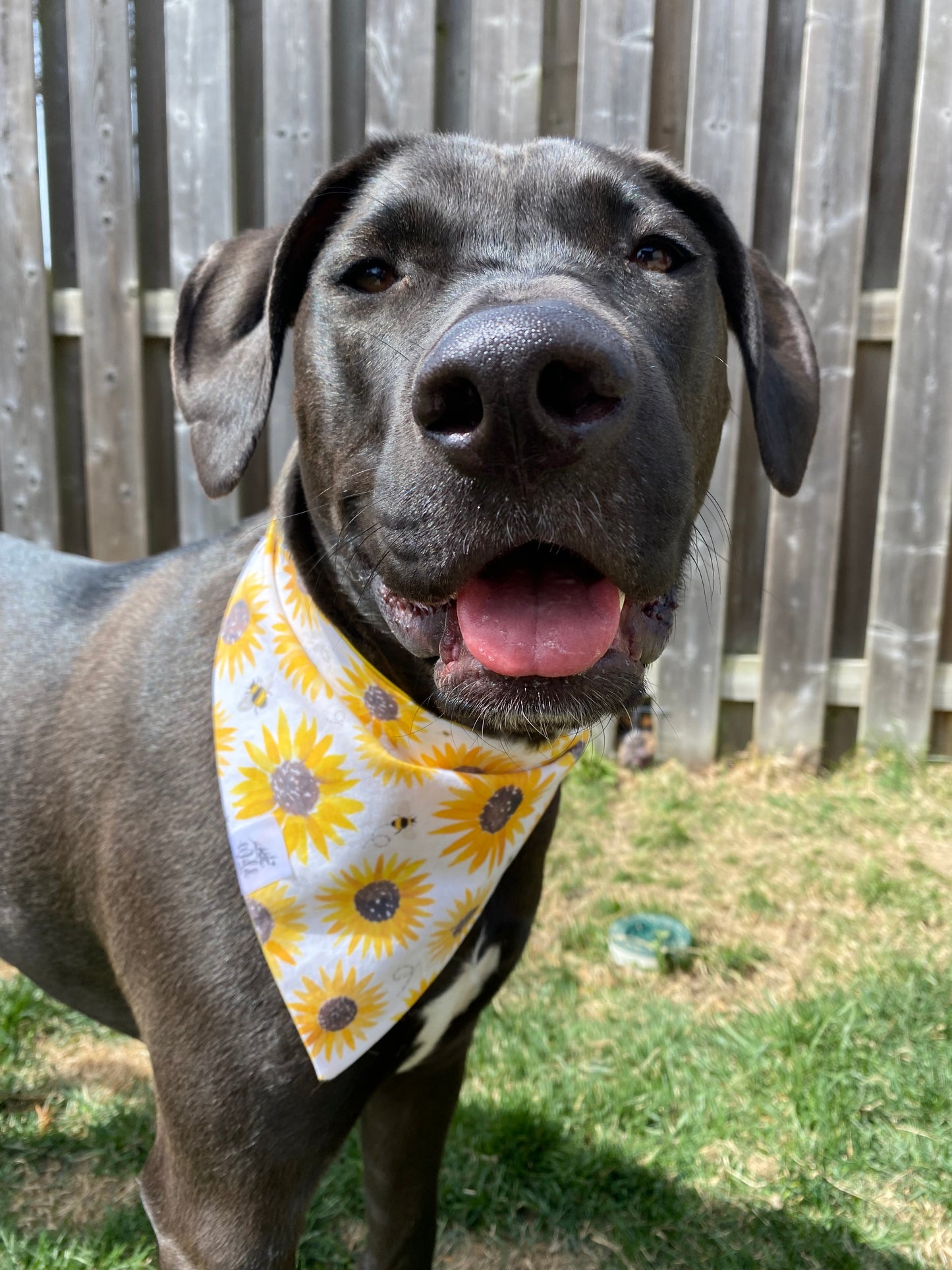 "Bumblebee Blooms” Pet Bandana