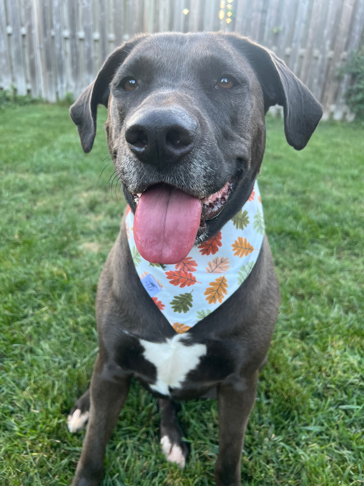 "Autumn Drift" Pet Bandana