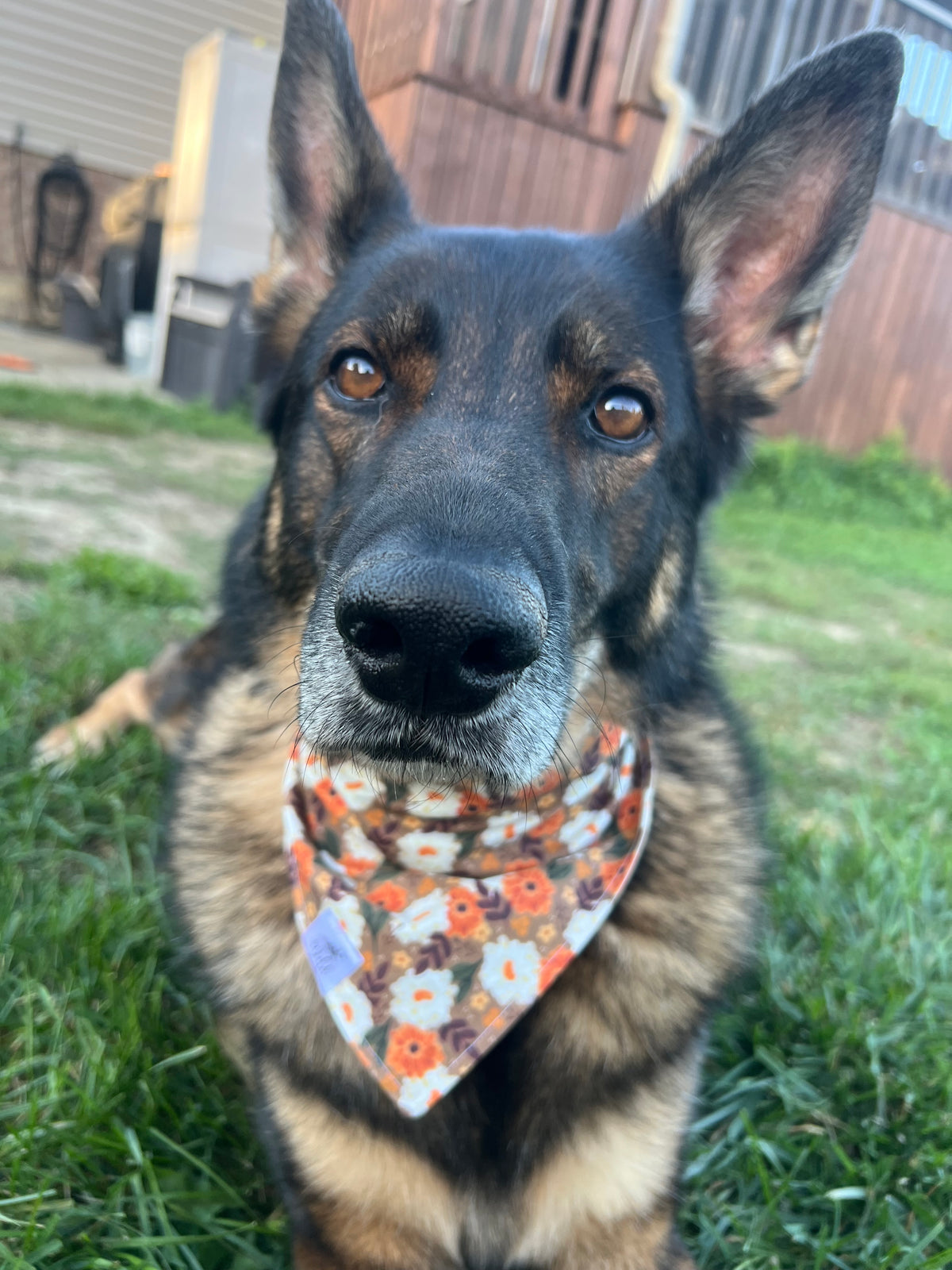 "Harvest Blooms" Pet Bandana