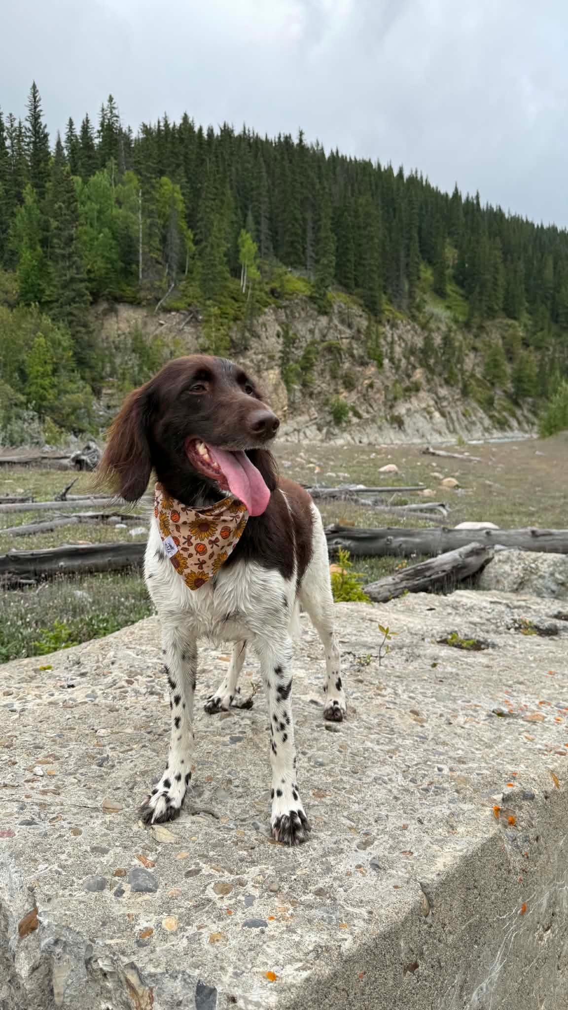 "Autumn Charm" Pet Bandana