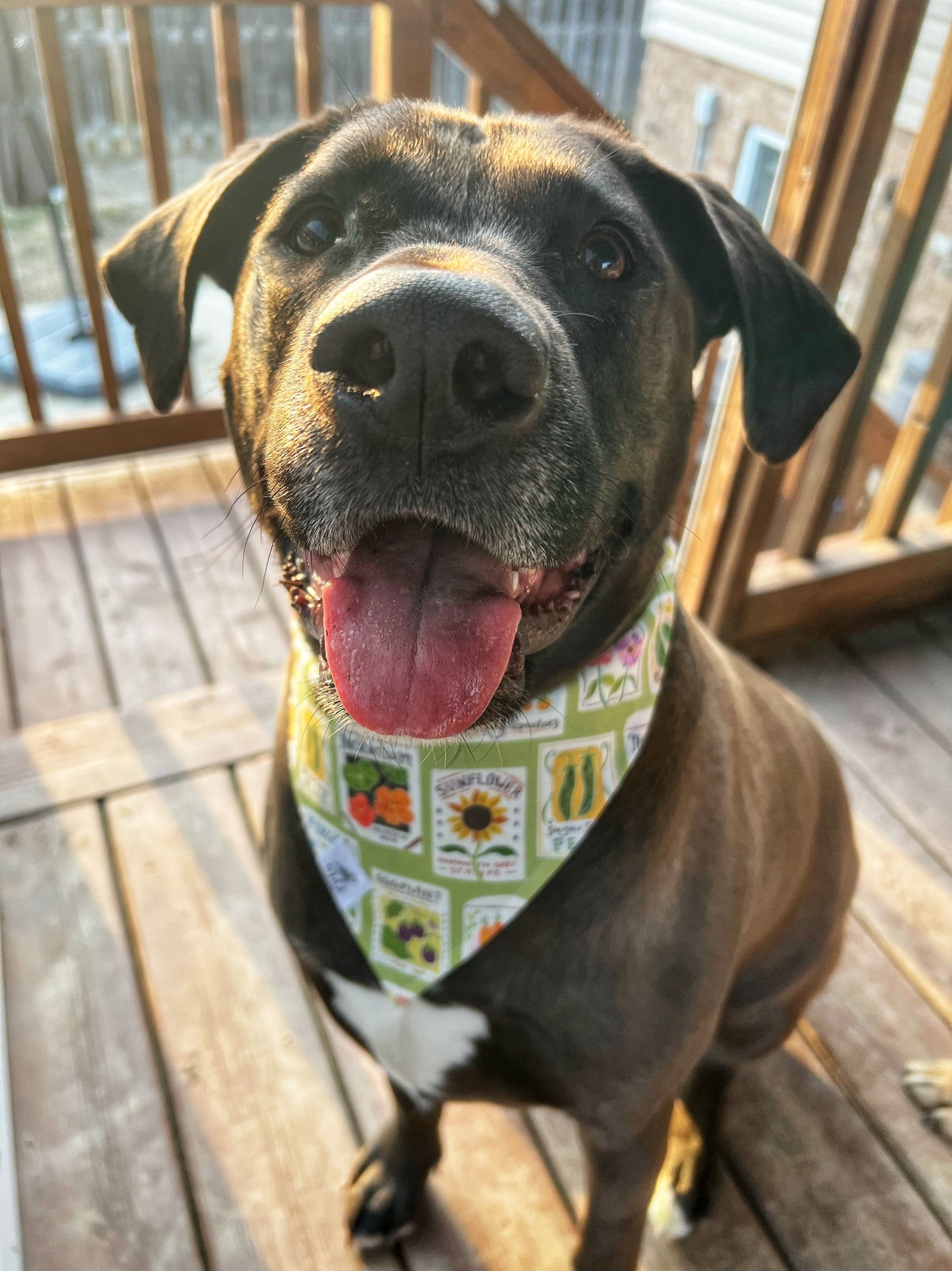 "Fresh Finds" Pet Bandana