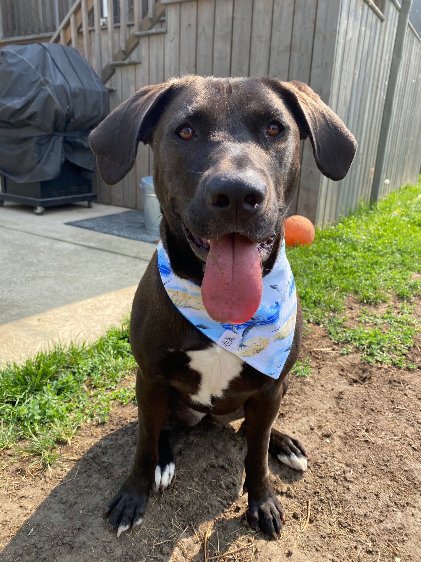 "Seaside Soar” Pet Bandana