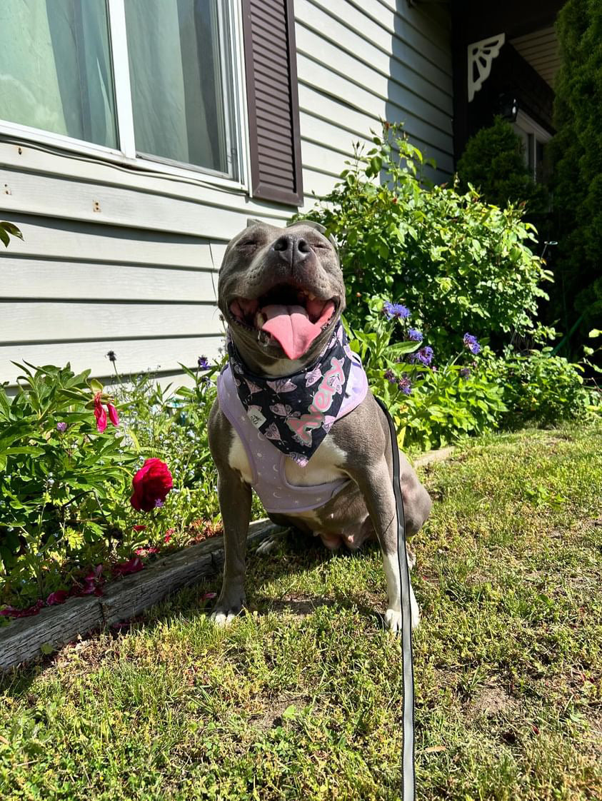 "Twilight Moth Glow” Pet Bandana