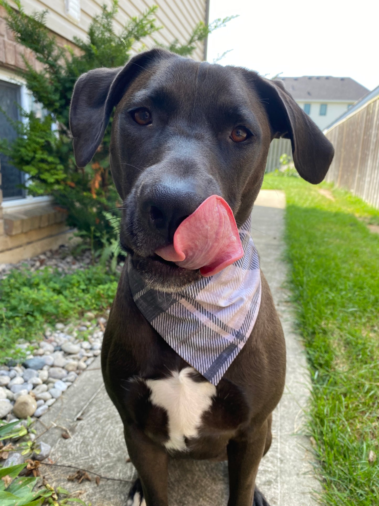 "Moody Meadow Plaid" Pet Bandana