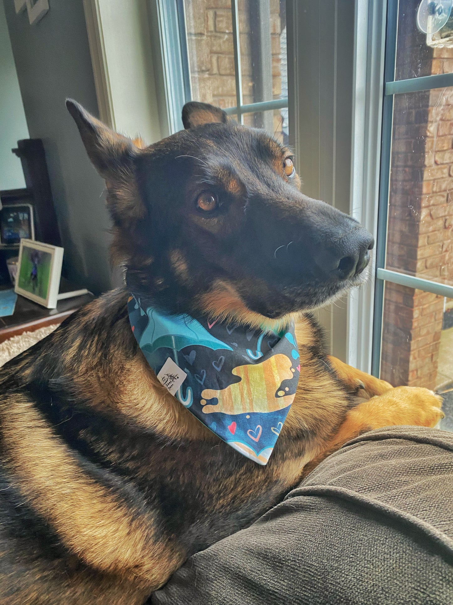 "Raindance” Pet Bandana