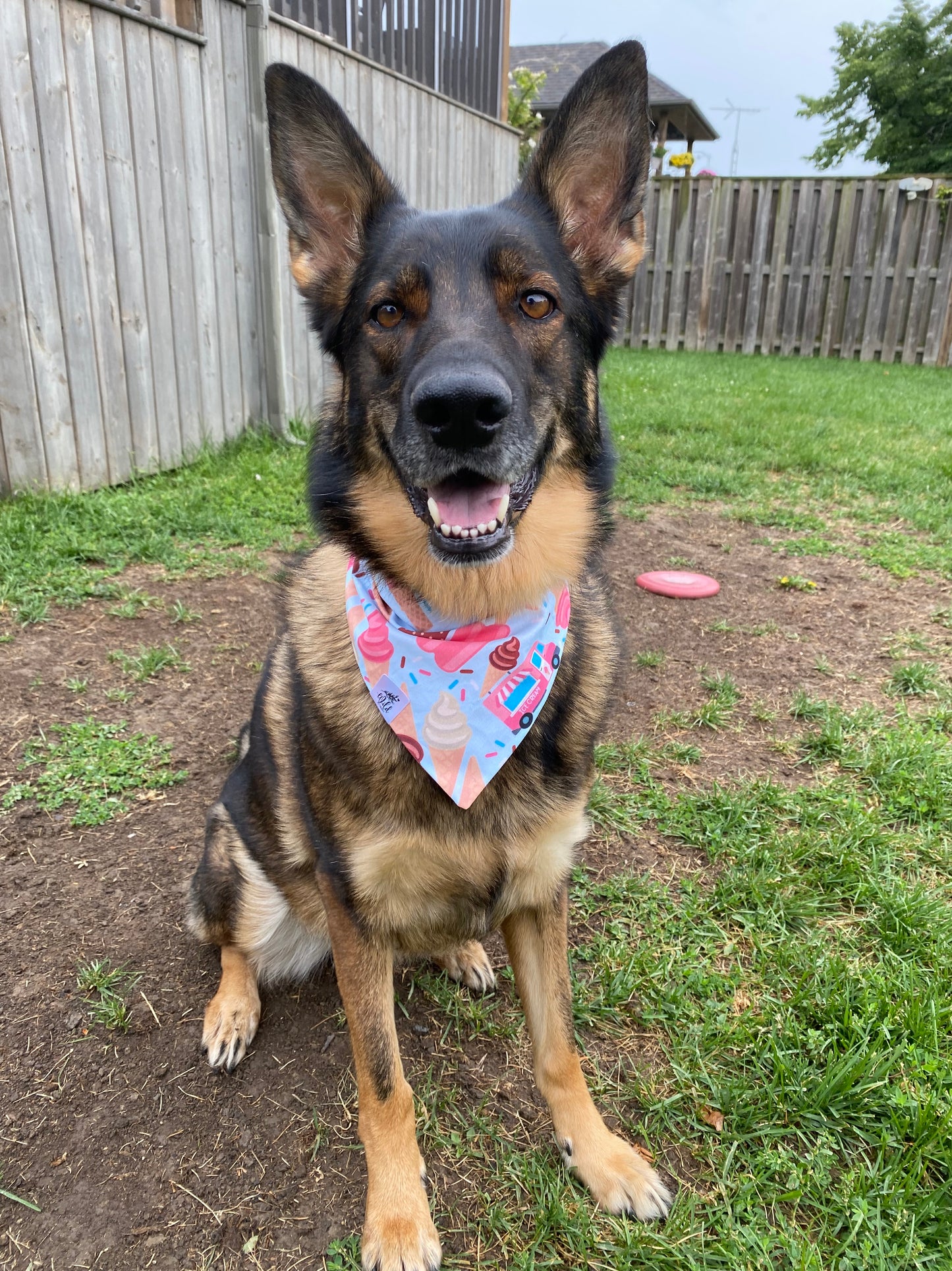 "Sweet Treats" Pet Bandana