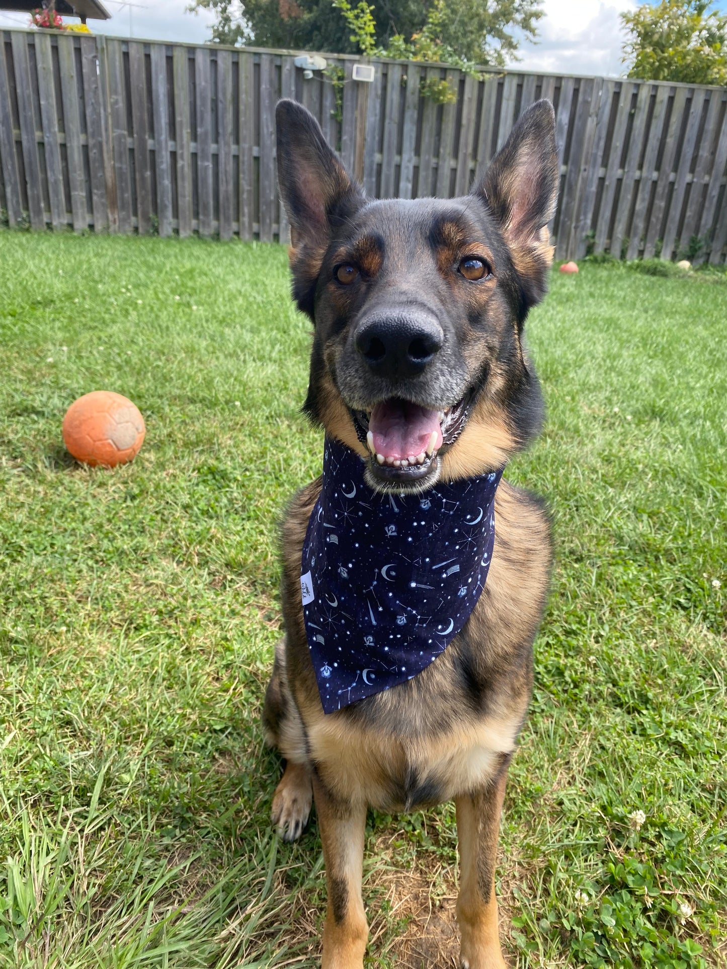 "Starry Night” Pet Bandana