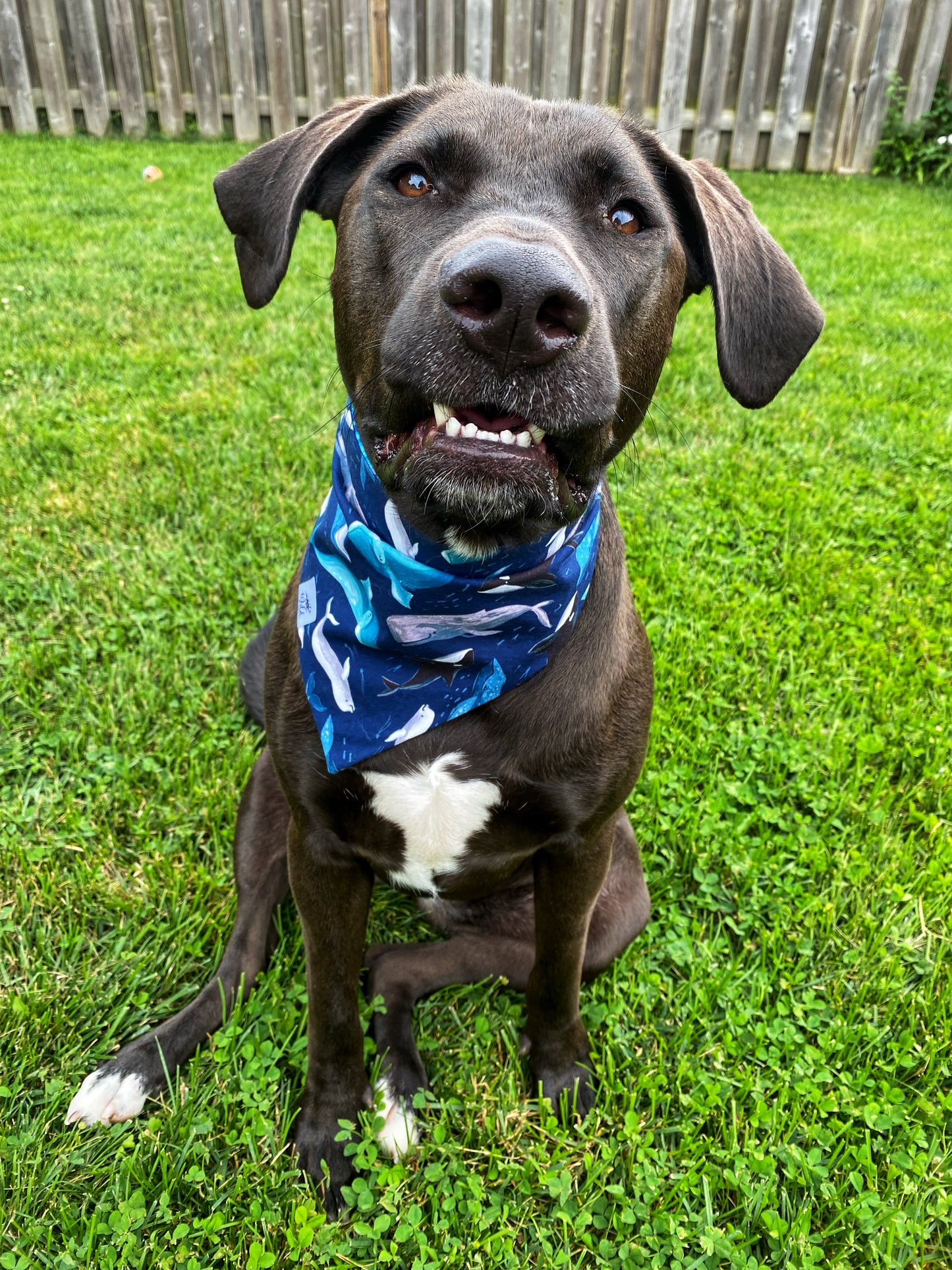 "Whale Song" Reversible Pet Bandana