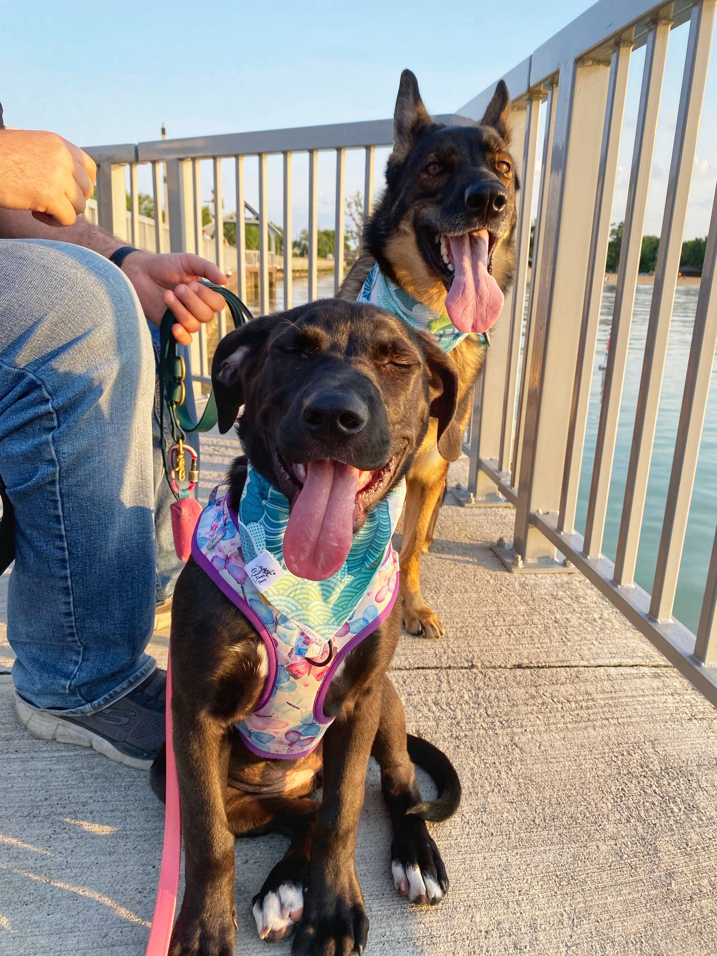 "To the Mountains" Pet Bandana