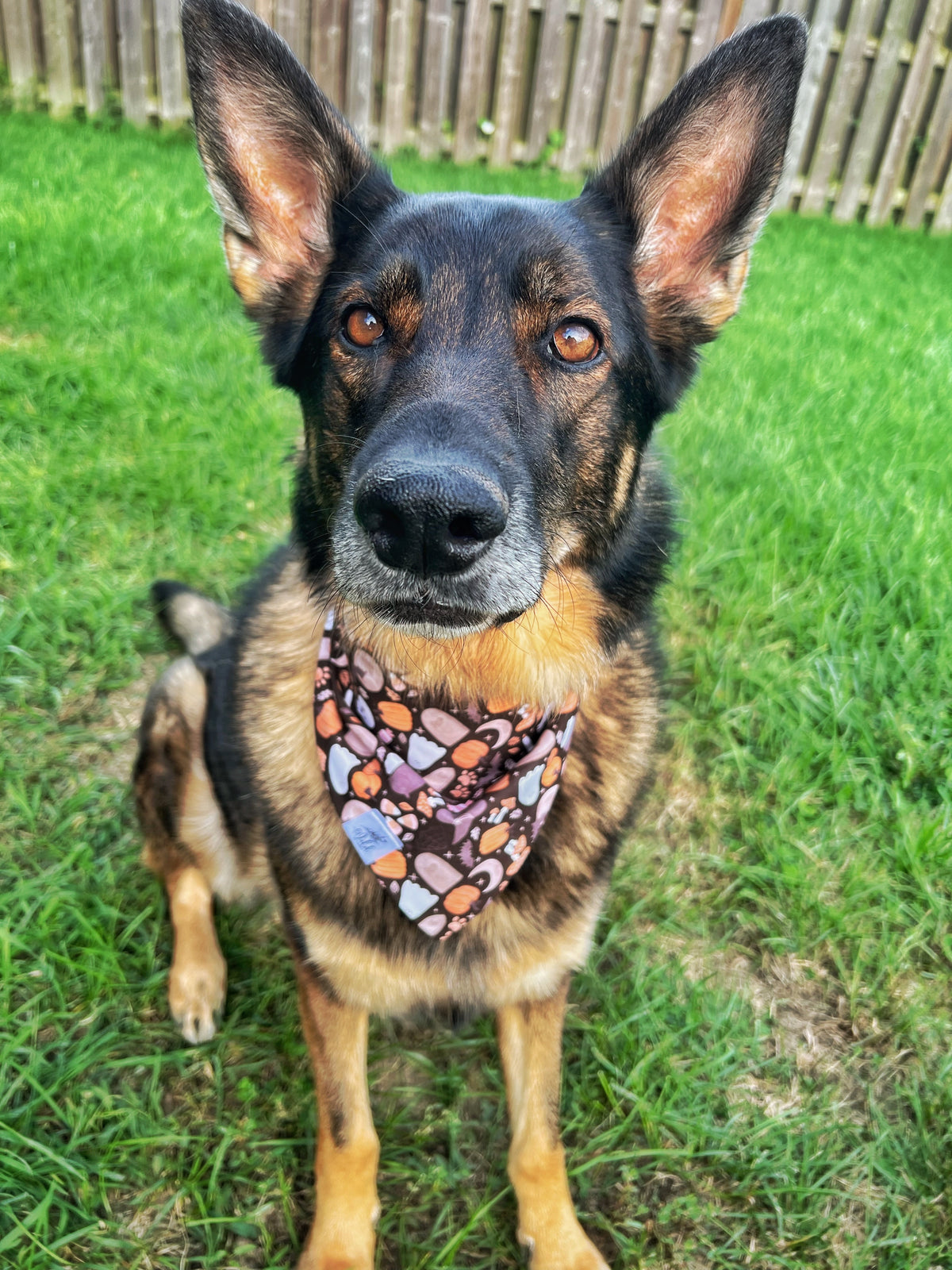 "The Graveyard Shift" Pet Bandana