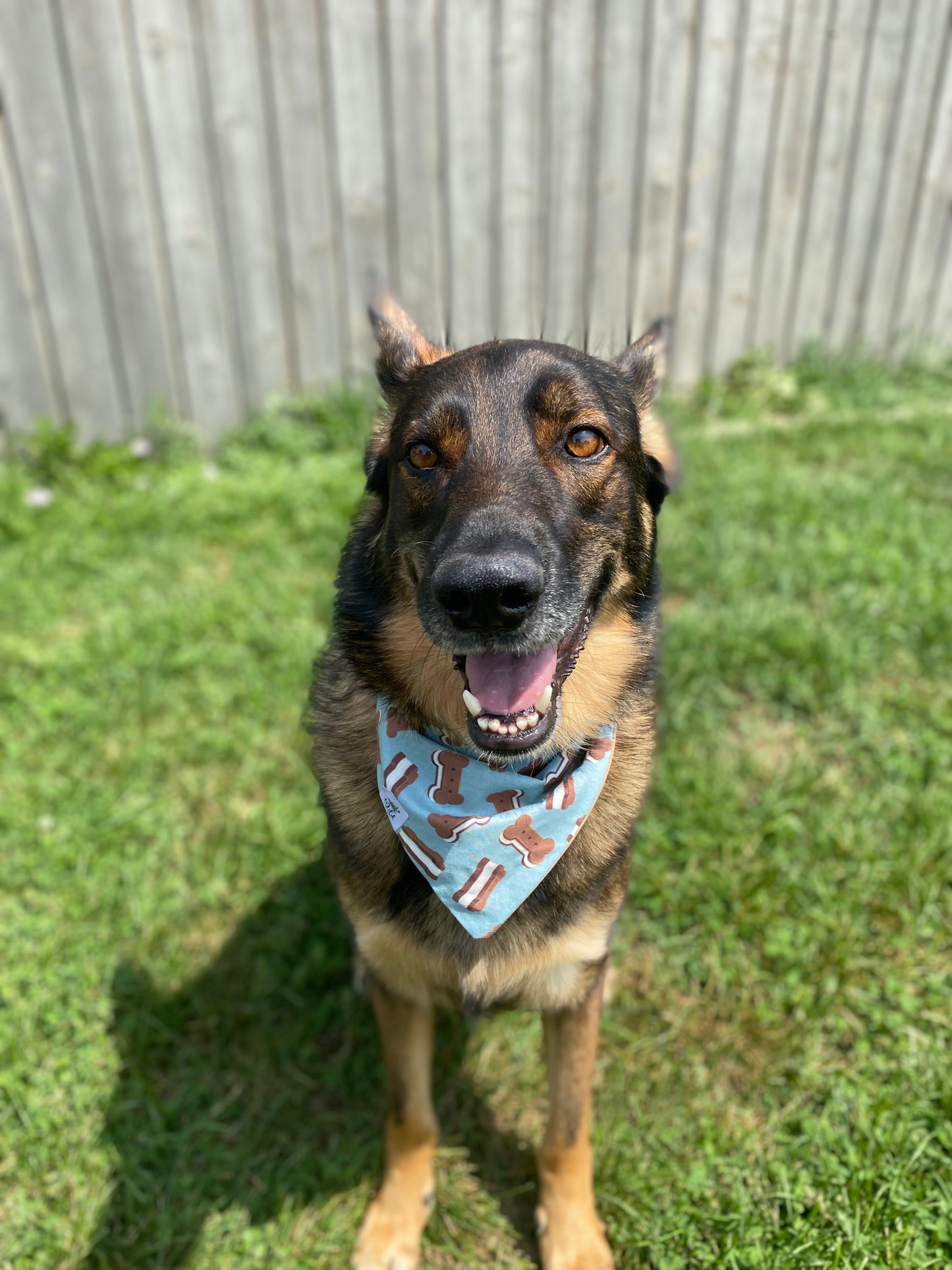 "Ice Cream Sammich" Pet Bandana