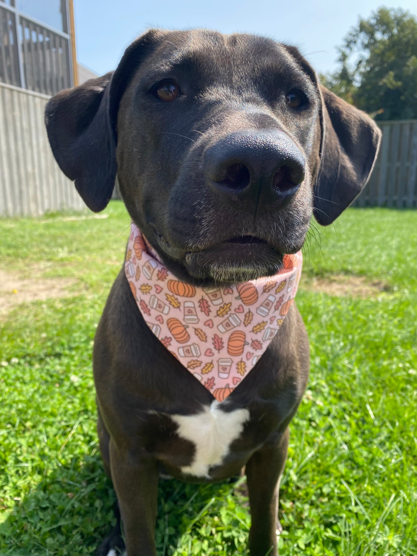 "Pumpkin Heart Latte" Pet Bandana