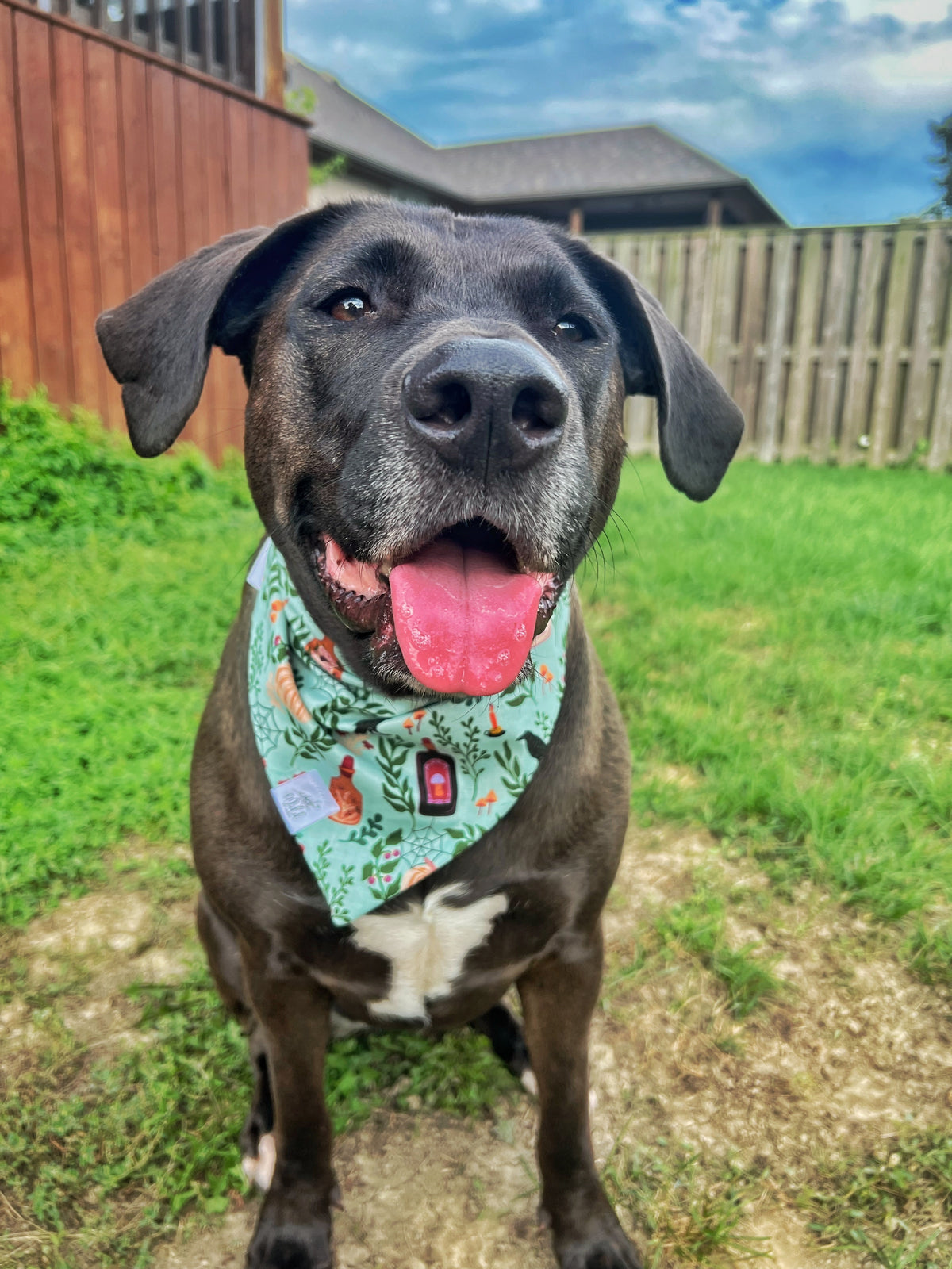 "Witching in the Wild" Pet Bandana