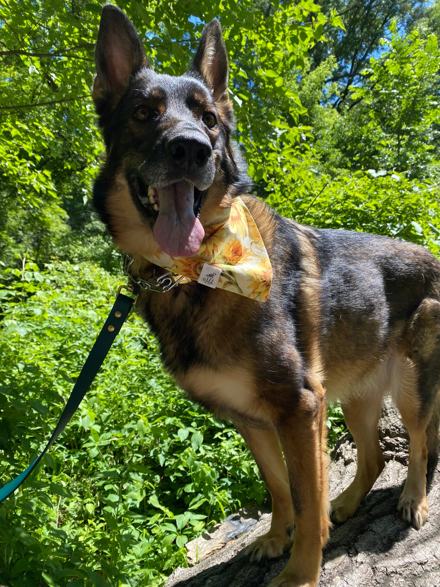 "Sunflower Field" Pet Bandana