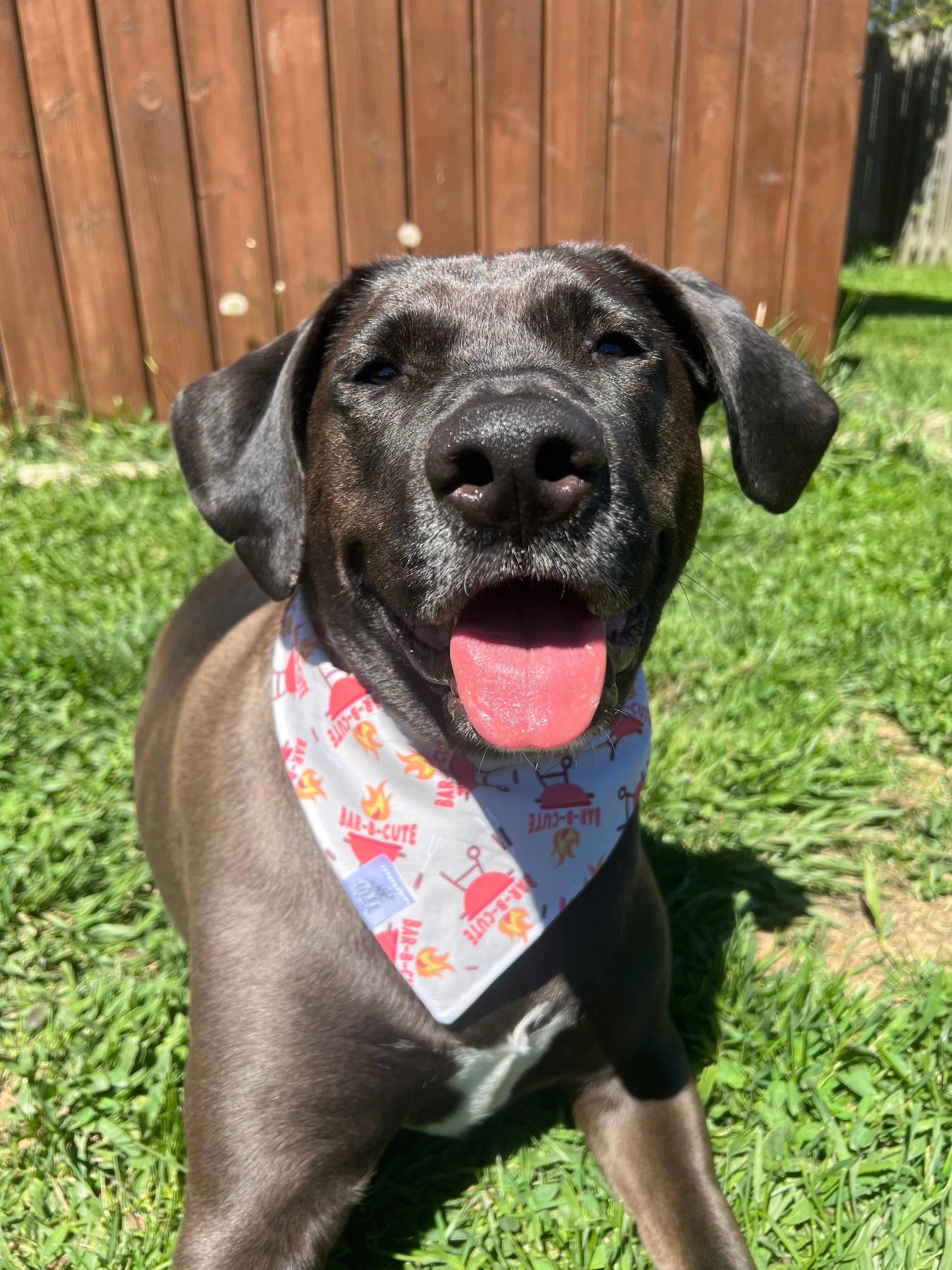 "Bar-B-Cute" Pet Bandana