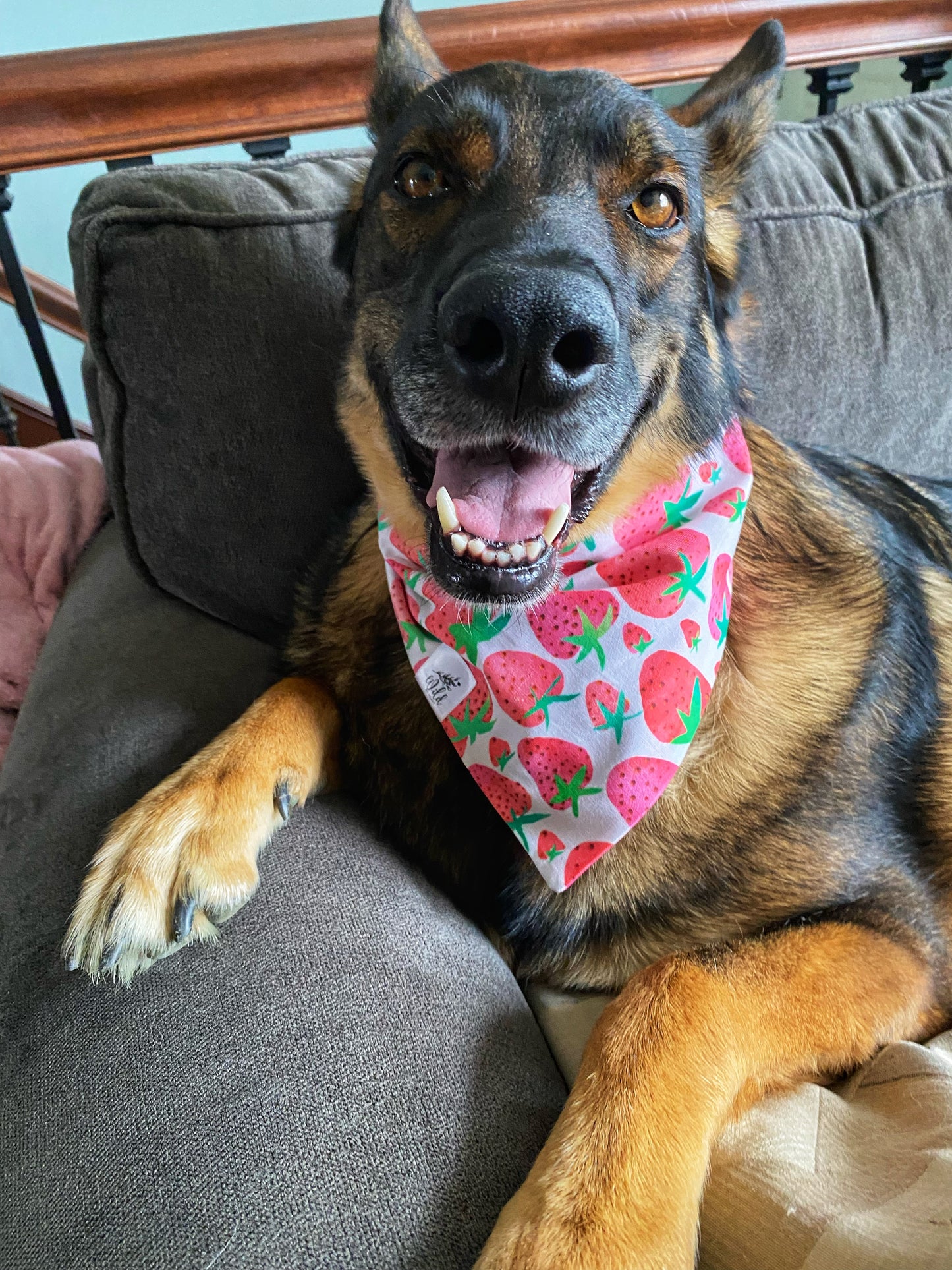 "Berry Bonanza" Pet Bandana