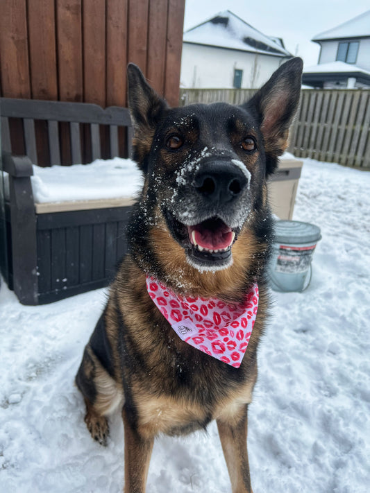 "Smooches and Pooches" Pet Bandana