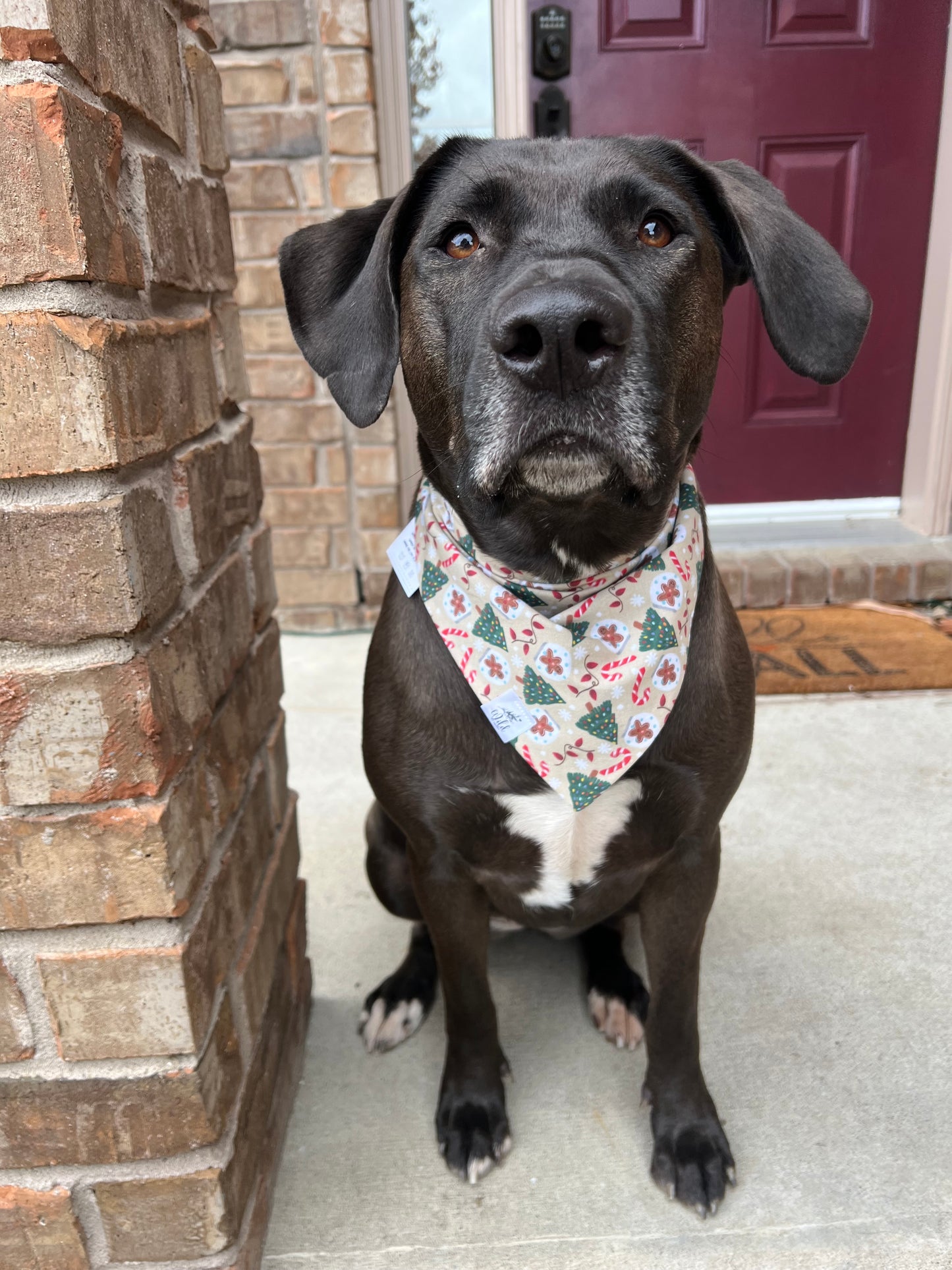 “Sugar & Spruce” Pet Bandana