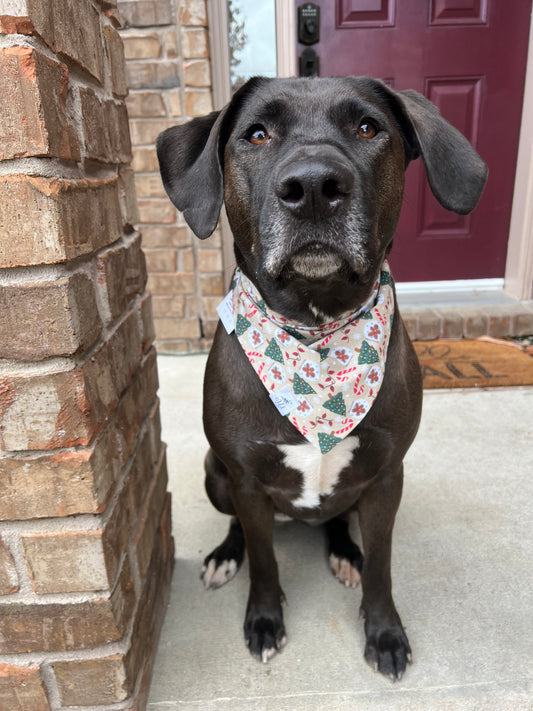 “Sugar & Spruce” Pet Bandana