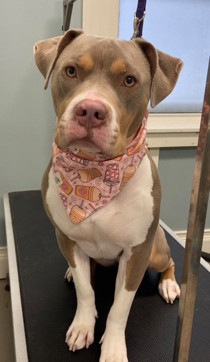 "Love You a Latte" Pet Bandana
