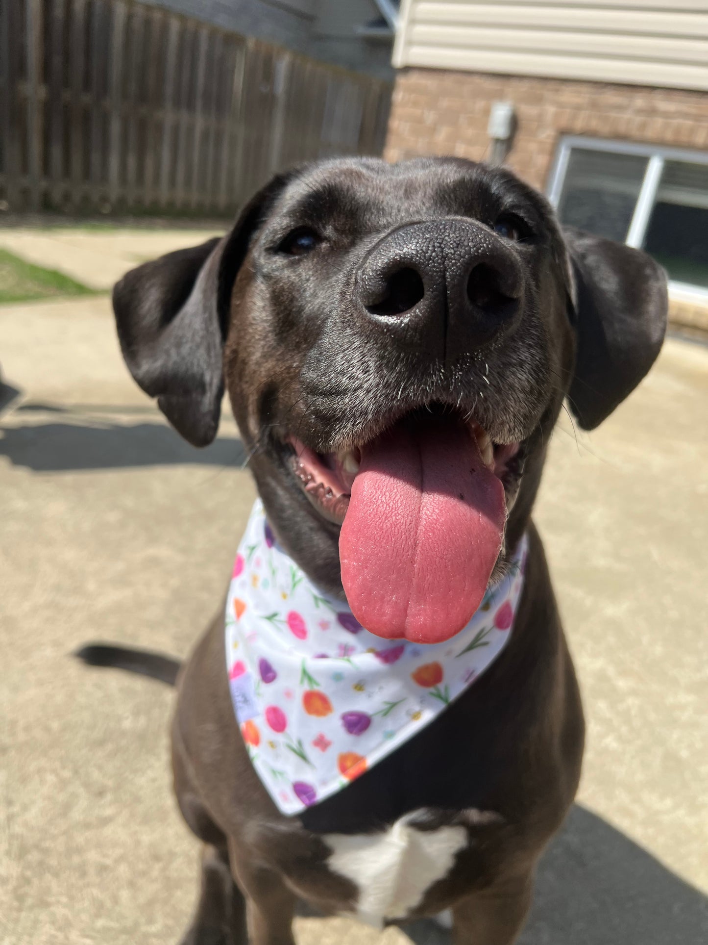 "Fresh Cut Tulips" Reversible Pet Bandana