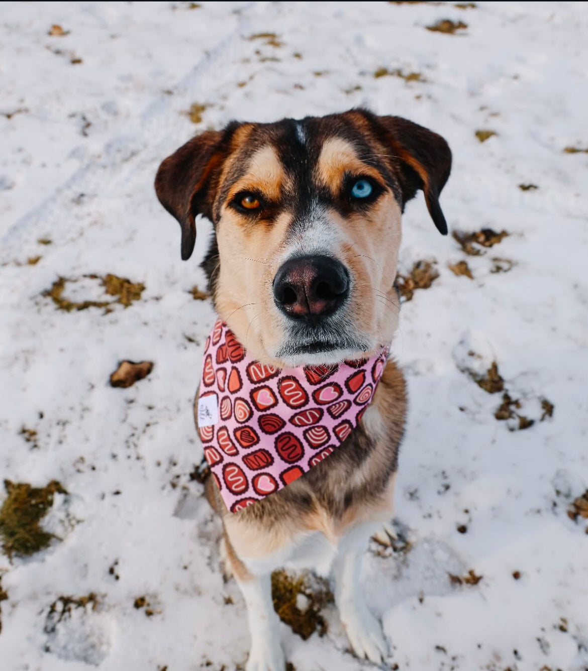 "Sweet Treats" Pet Bandana