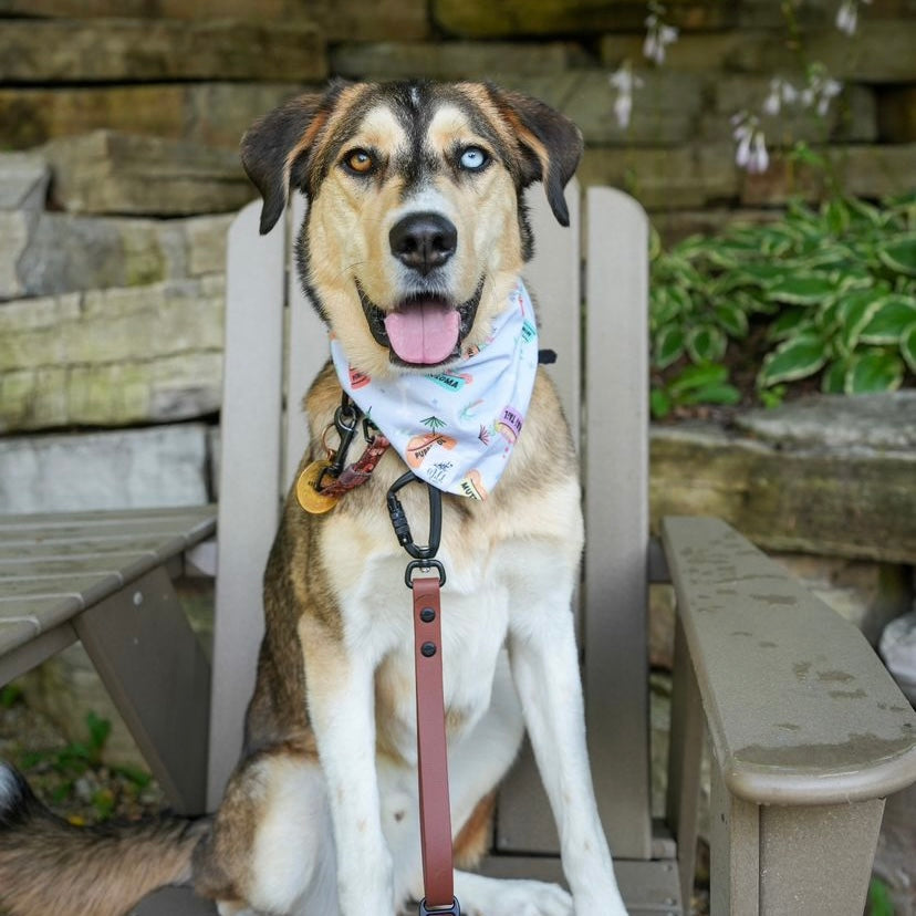 "Paws & Cocktails" Pet Bandana