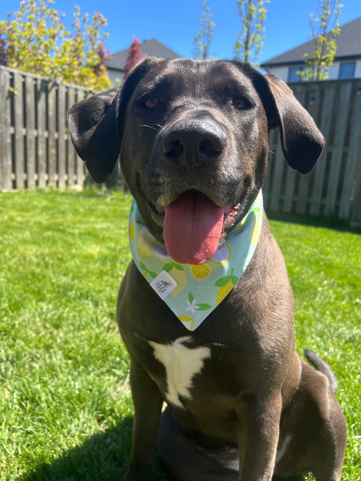 "Fresh Squeezed Cutie" Pet Bandana