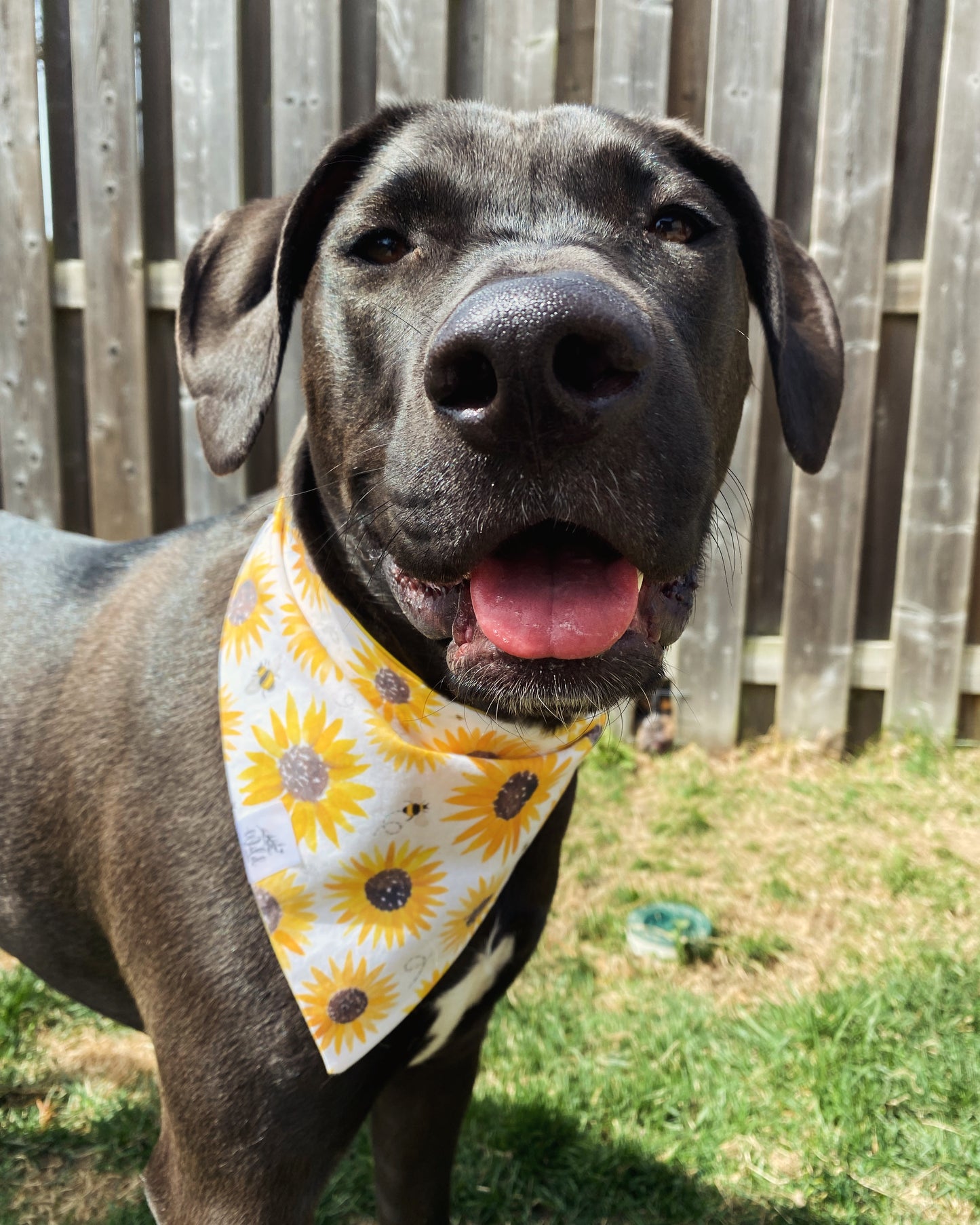 "Bumblebee Blooms” Pet Bandana