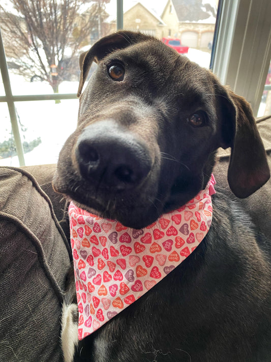 "Sweetheart Pup" Pet Bandana