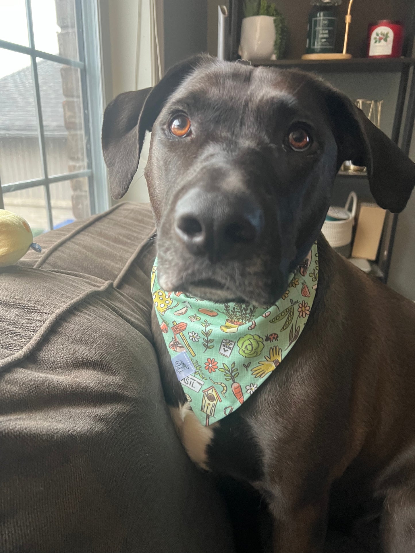 "Little Homestead" Pet Bandana