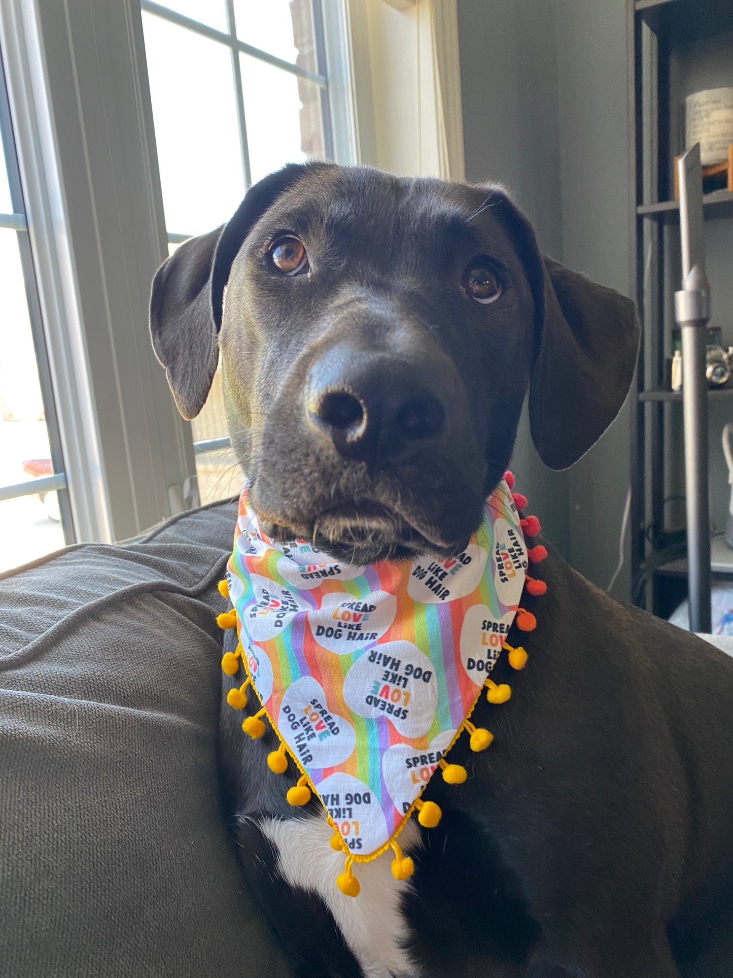 Spread Love Pet Bandana